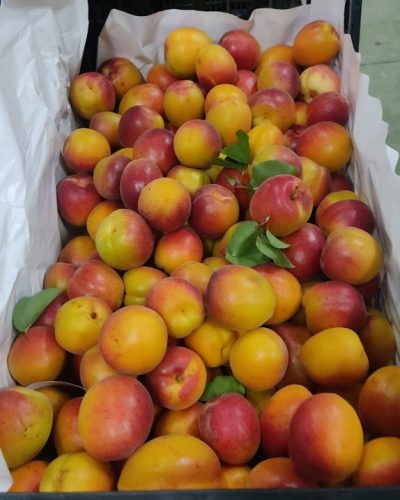 Frutas de temporada presentadas en una bandeja